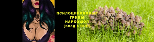 прущие грибы Дмитровск